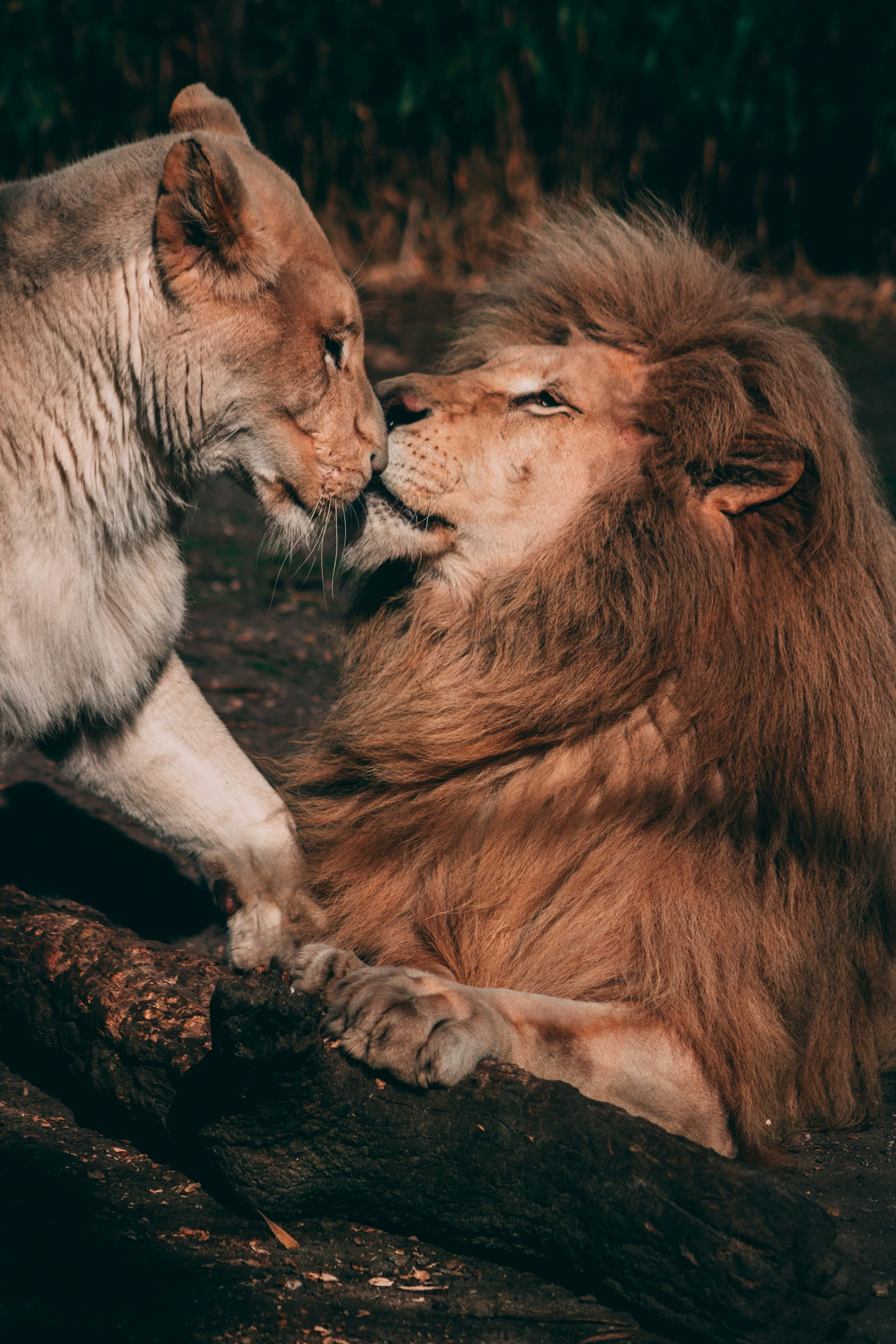 Two lions kissing